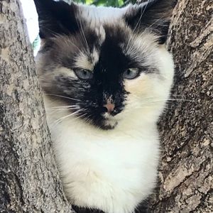 Meet your Posher, Cloriesse